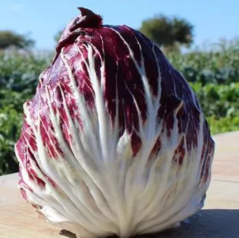 T&T 4050 Radicchio