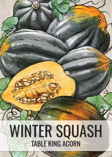 table-king-acorn-winter-squash-seeds-planting-cucurbita-pepo Table King Acorn Winter Squash Seeds For Planting (Cucurbita pepo)
