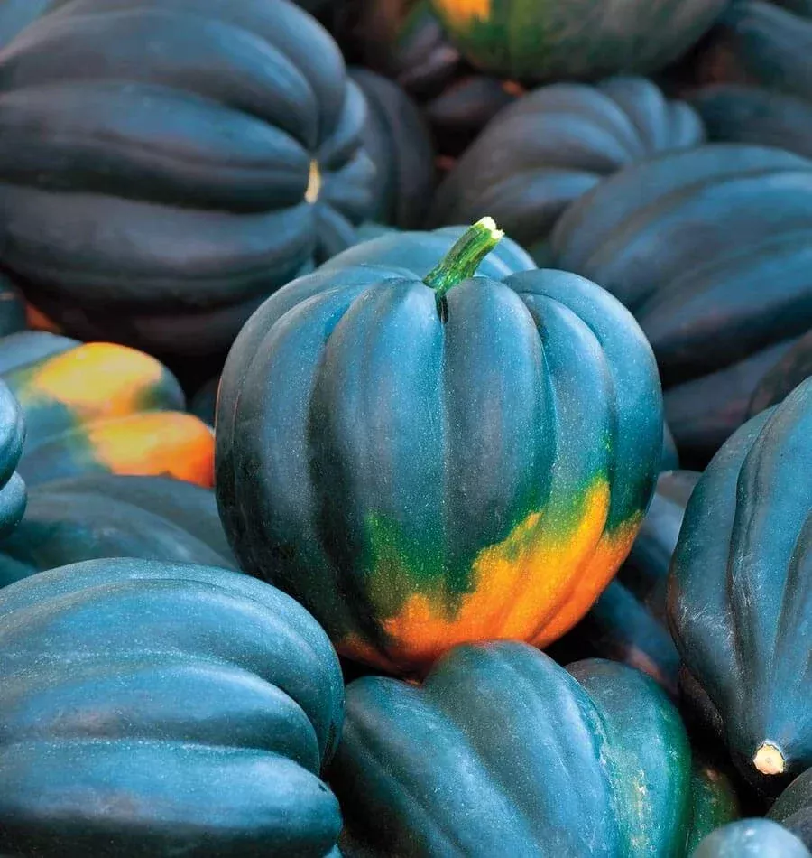 table-king-bush-acorn-squash Table King Bush Acorn Squash