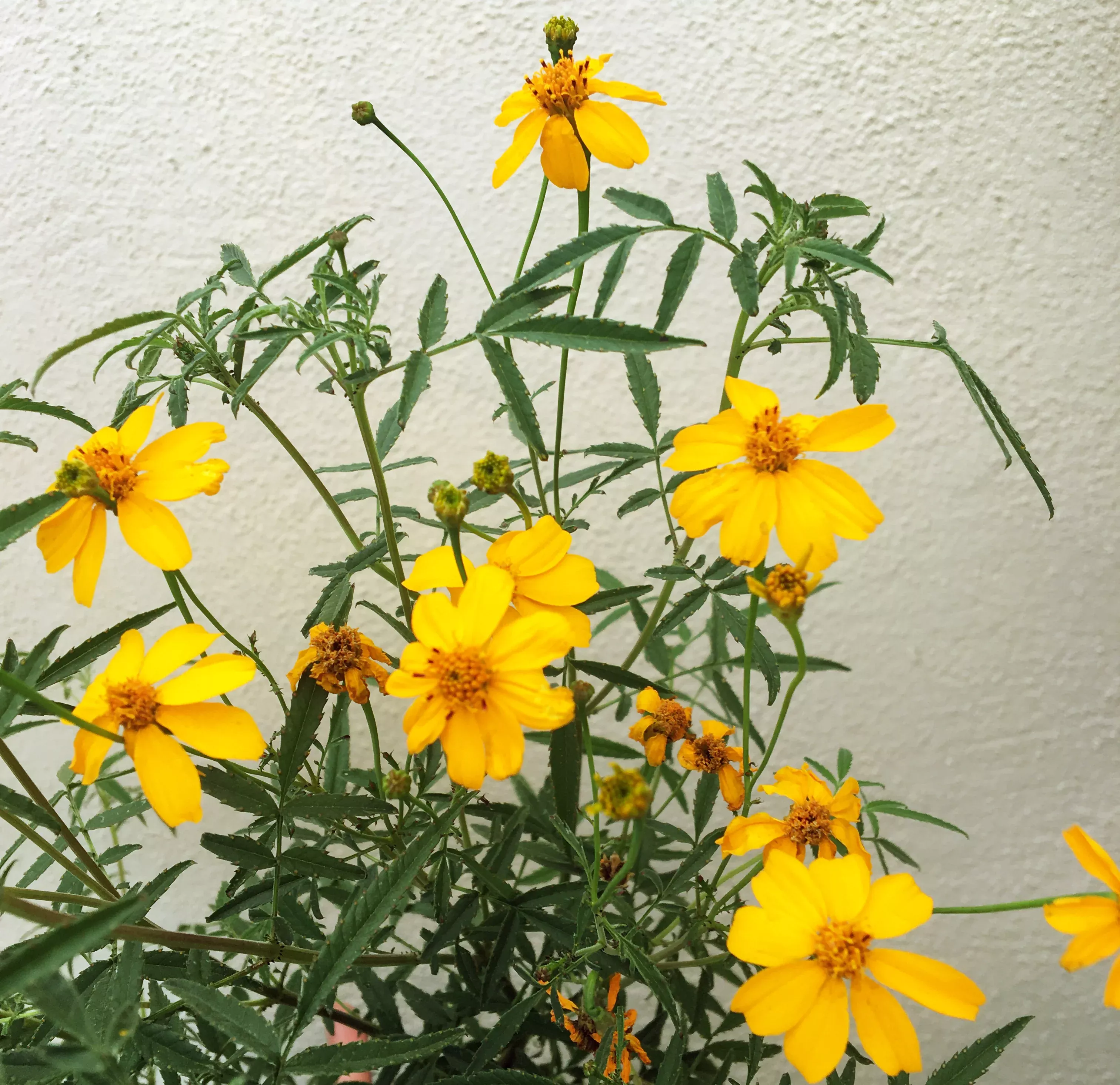 tagetes-lemmonii-mexican-marigold Tagetes lemmonii (Mexican Marigold)