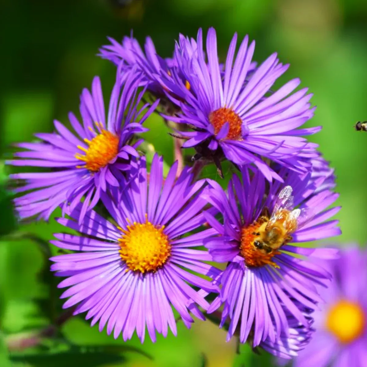 tahoka-daisy-prairie-aster Tahoka Daisy (Prairie Aster)