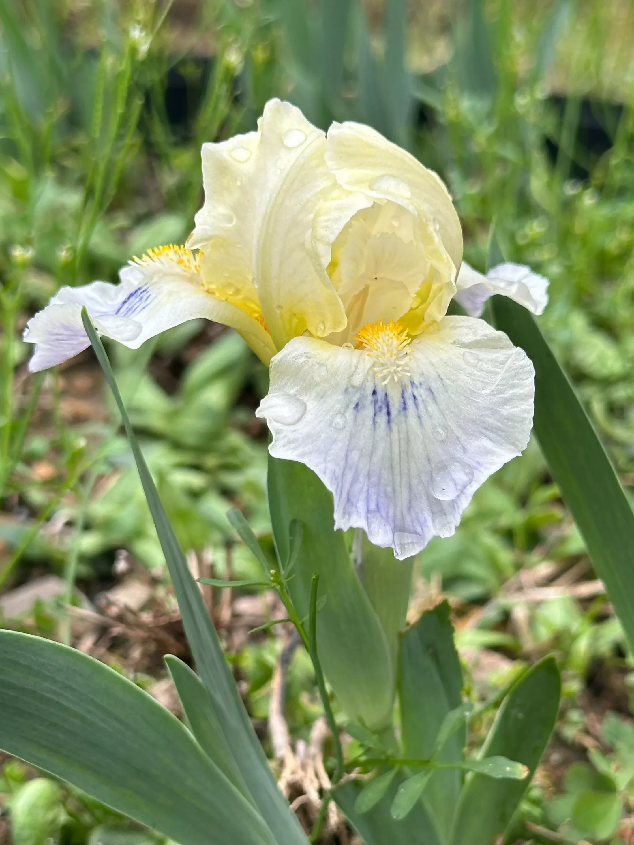 tahoma Tahoma