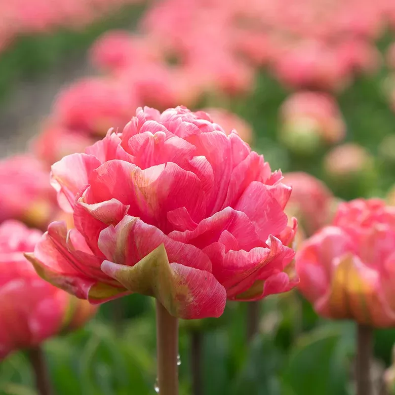 Taiwan Double Late Peony Tulip