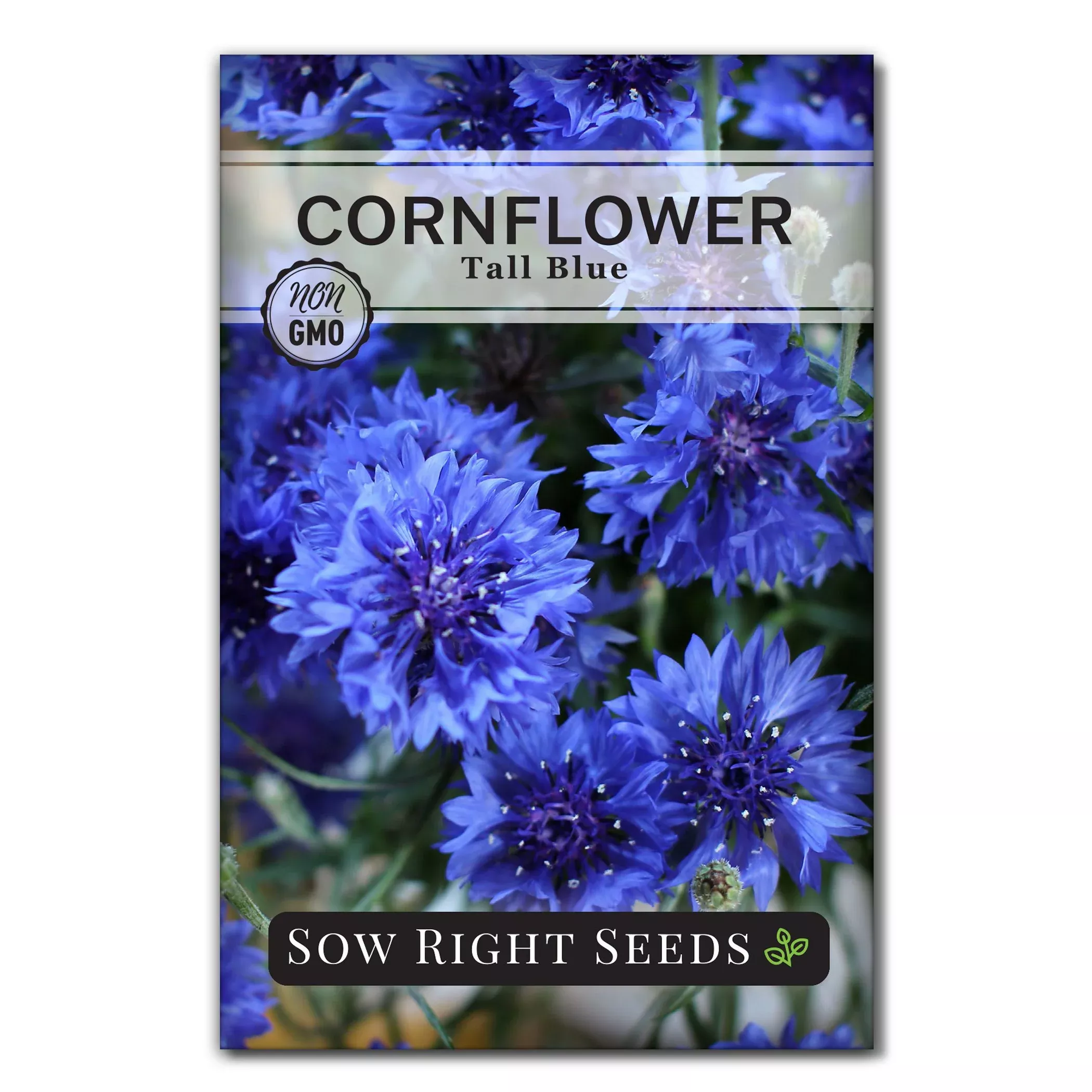 Tall Blue Cornflower Seeds