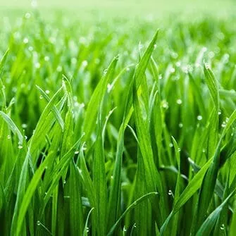 Tall Fescue Turf Blend