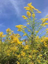 Tall Goldenrod