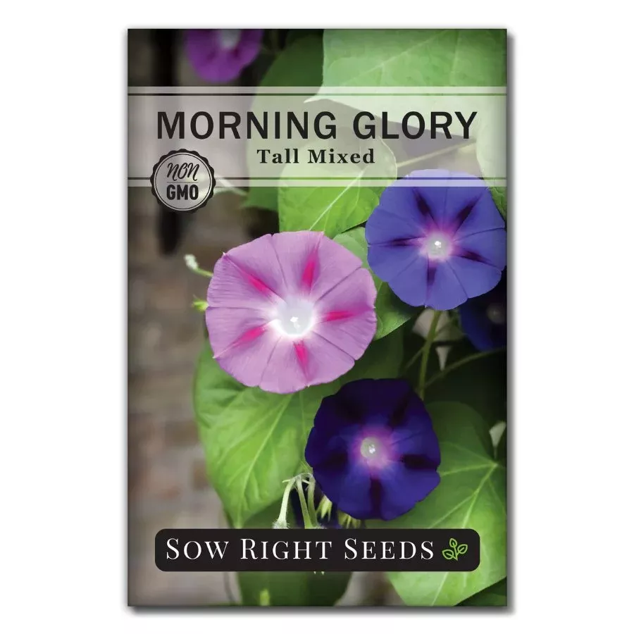 tall-mixed-morning-glory Tall Mixed Morning Glory