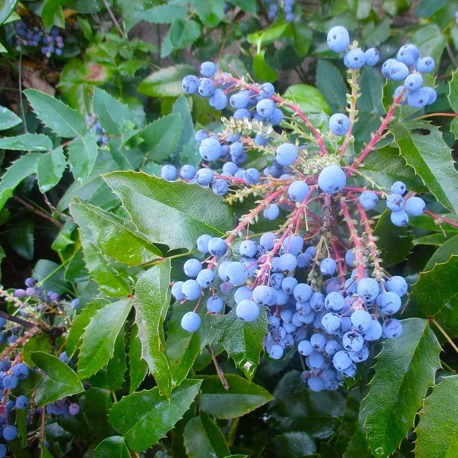 tall-oregon-grape Tall Oregon Grape