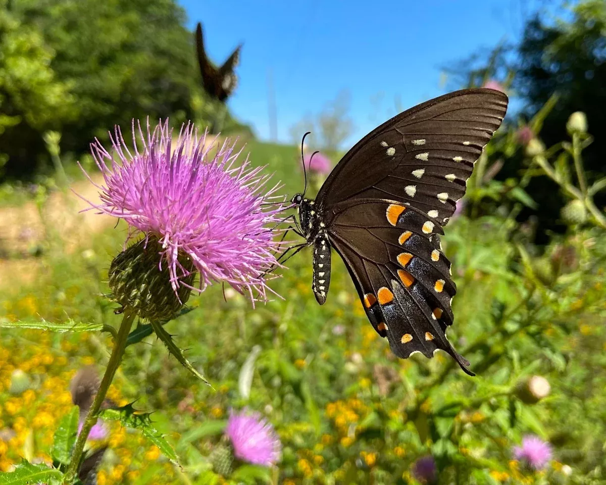 Tall Thistle Seeds (Cirsium altissimum)
