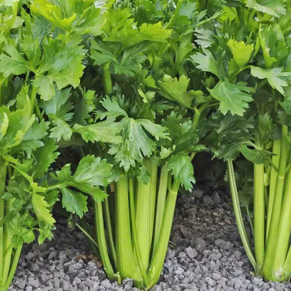 tall-utah-52-70r-improved-celery Tall Utah 52-70R Improved Celery