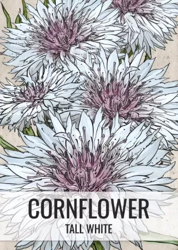 tall-white-cornflower-seeds-planting-centaurea-cyanus Tall White Cornflower Seeds For Planting (Centaurea cyanus)