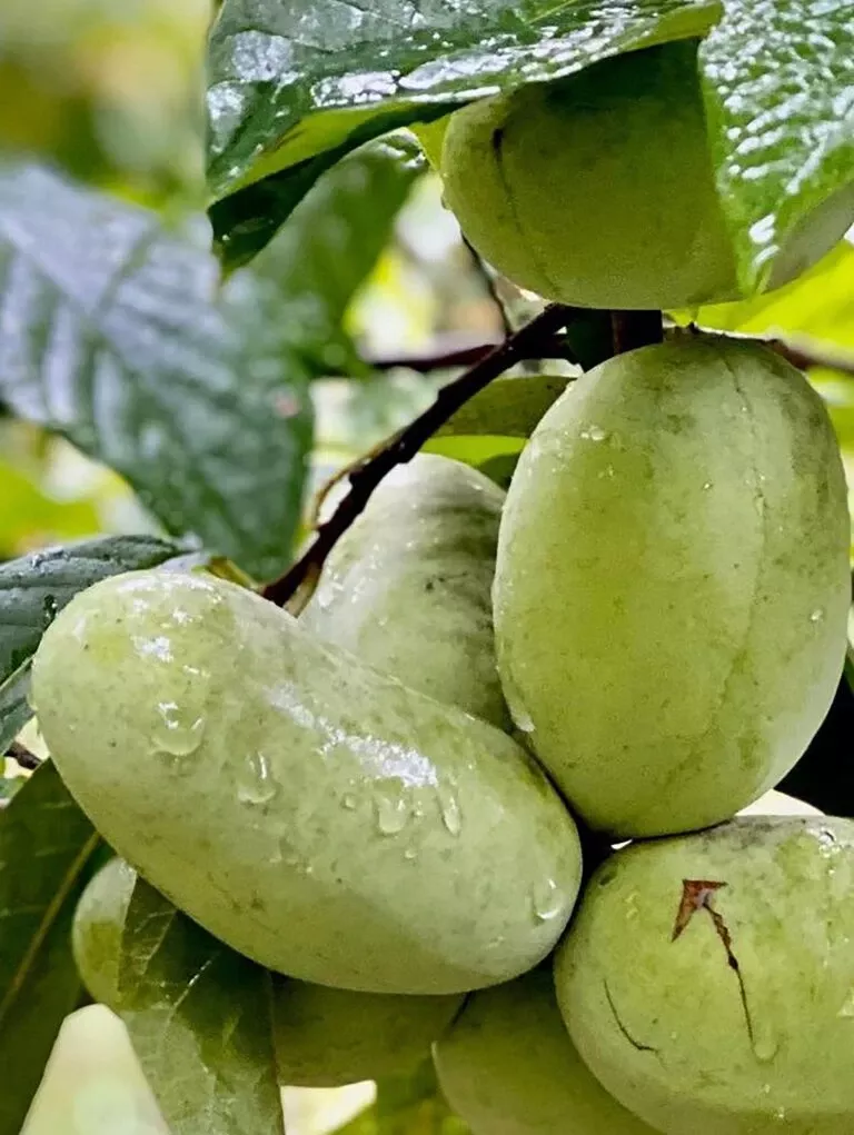 tallahatchie-paw-paw Tallahatchie Paw Paw