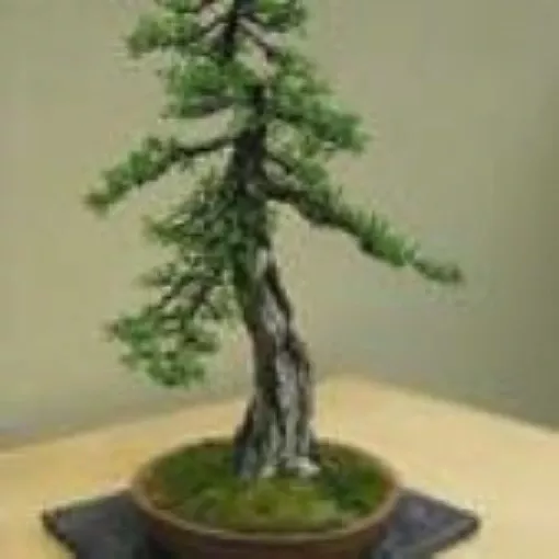 tamarack-bonsai-tree Tamarack Bonsai Tree