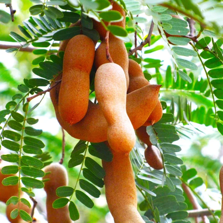 tamarind-tree Tamarind Tree