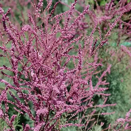 tamarisk-summer-glow-2gal-br Tamarisk: 'Summer Glow' - 2Gal (BR)