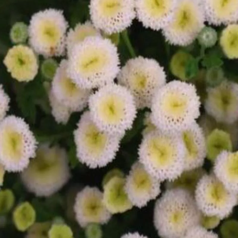 tanacetum-chrysanthemum-parthenium-virgo Tanacetum (Chrysanthemum) parthenium 'Virgo'