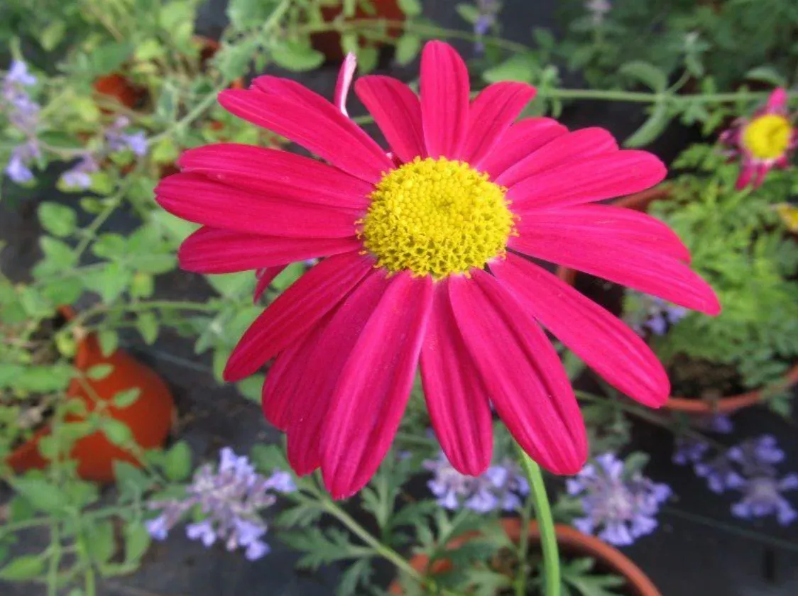 Tanacetum Painted Daisy 'Robinson Mix'