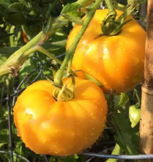 tangerine-tomato Tangerine Tomato