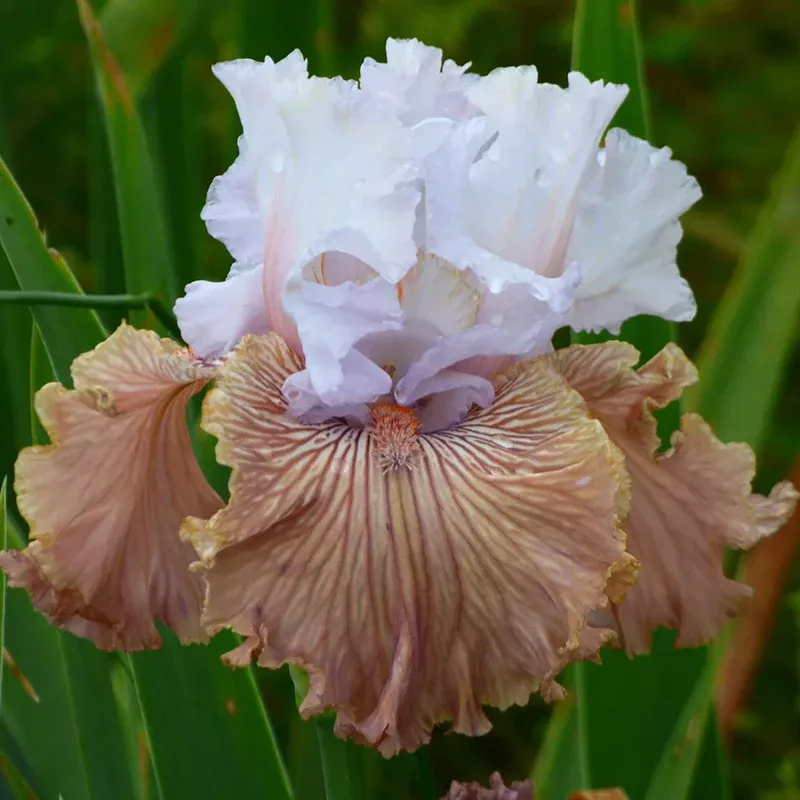 tango-amigo-bearded-iris Tango Amigo Bearded Iris