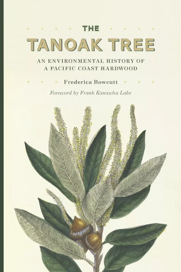 tanoak-tree The Tanoak Tree