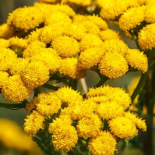 Tansy seeds