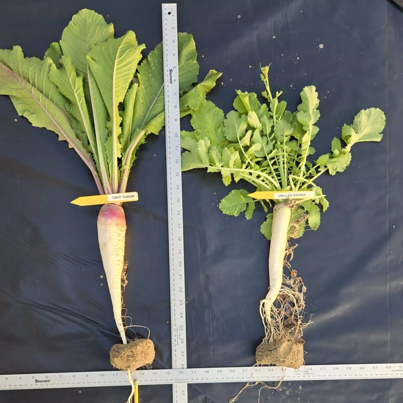 tapit-hybrid-brassica TapIt Hybrid Brassica