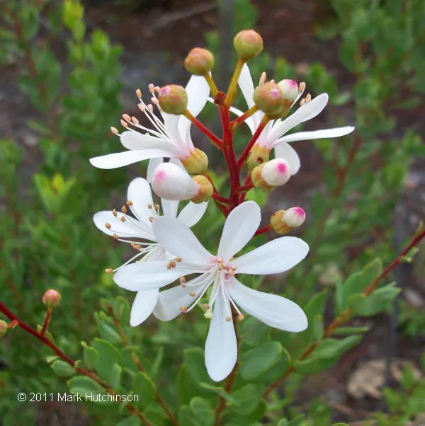 tarflower Tarflower