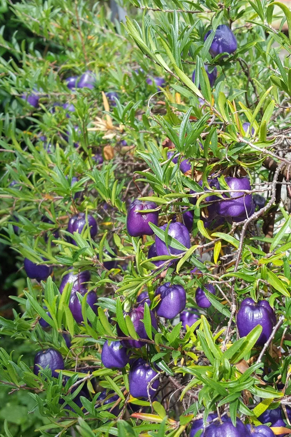 tasmanian-apple-berry Tasmanian Apple Berry