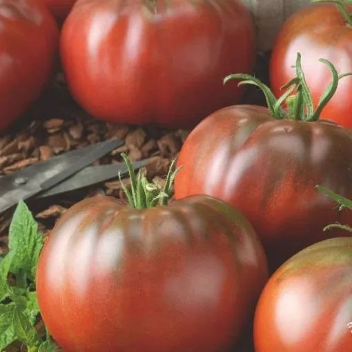 Tasmanian Chocolate Tomato Seeds