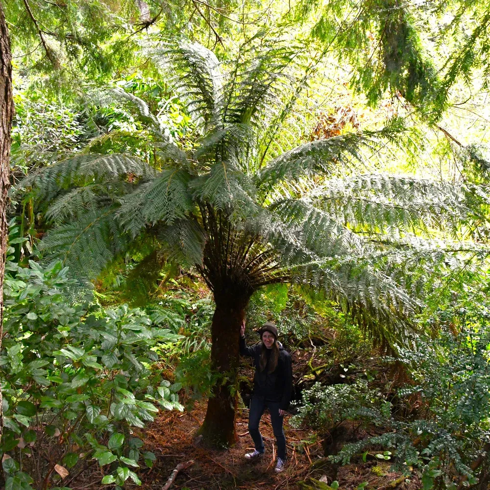 tasmanian-tree-fern Tasmanian Tree Fern