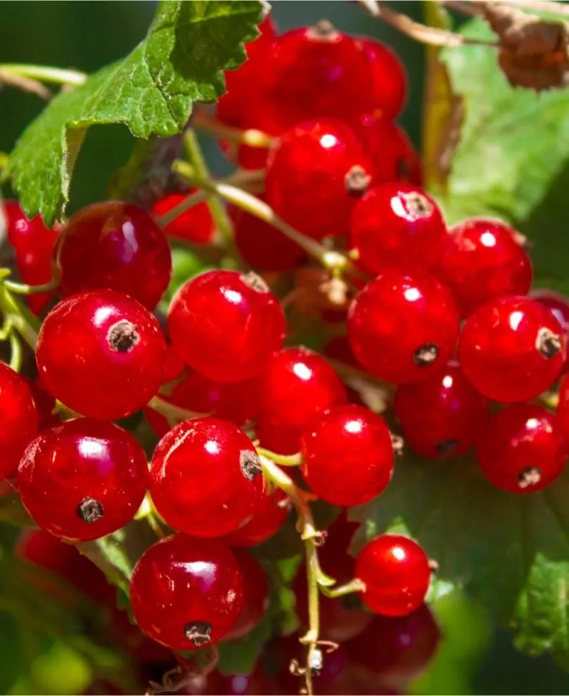 tatran-red-currant Tatran Red Currant