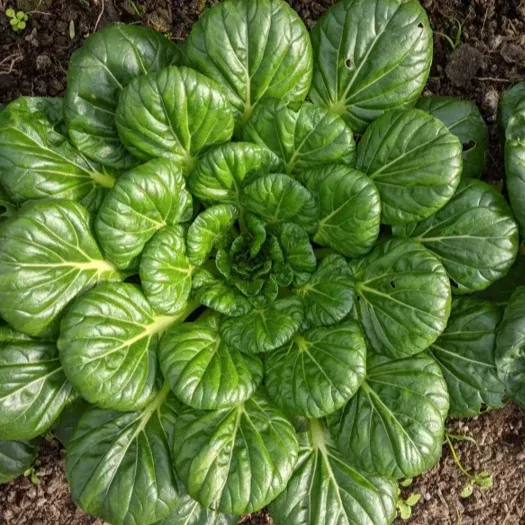 tatsoi-mustard-green Tatsoi Mustard Green
