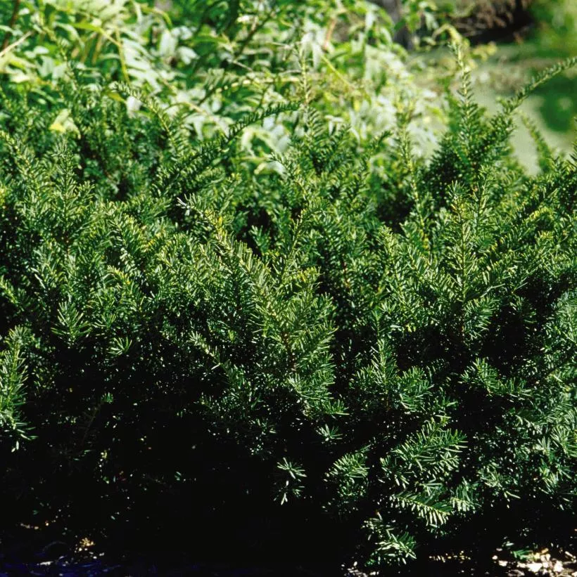 Taxus x media Densiformis Dense Yew