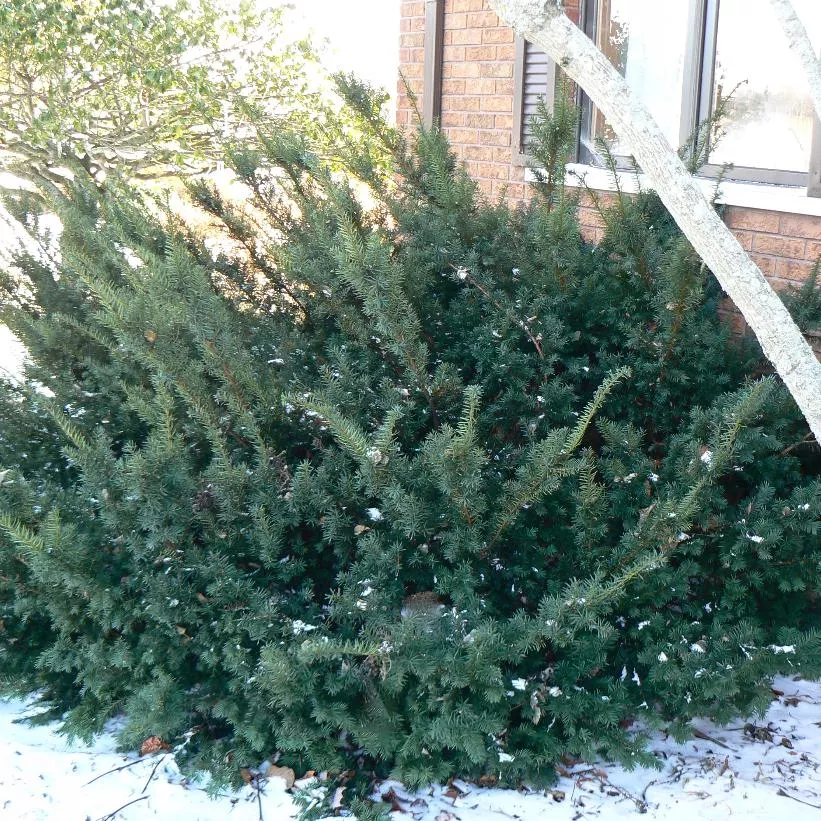 taxus-x-media-wardii-wards-yew Taxus x media Wardii Wards Yew