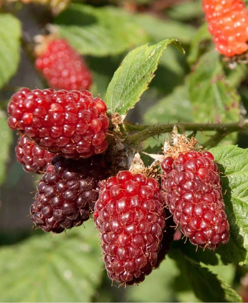 tayberry Tayberry