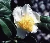 Tea Breeze