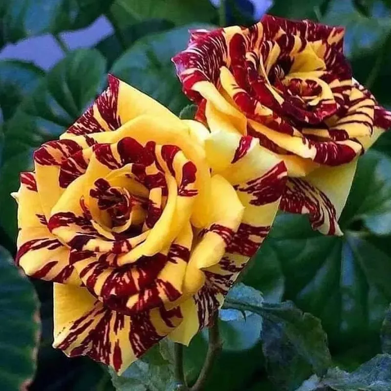 tea-rose-dragon-tiger-seeds Tea Rose ‘Dragon Tiger’ Seeds