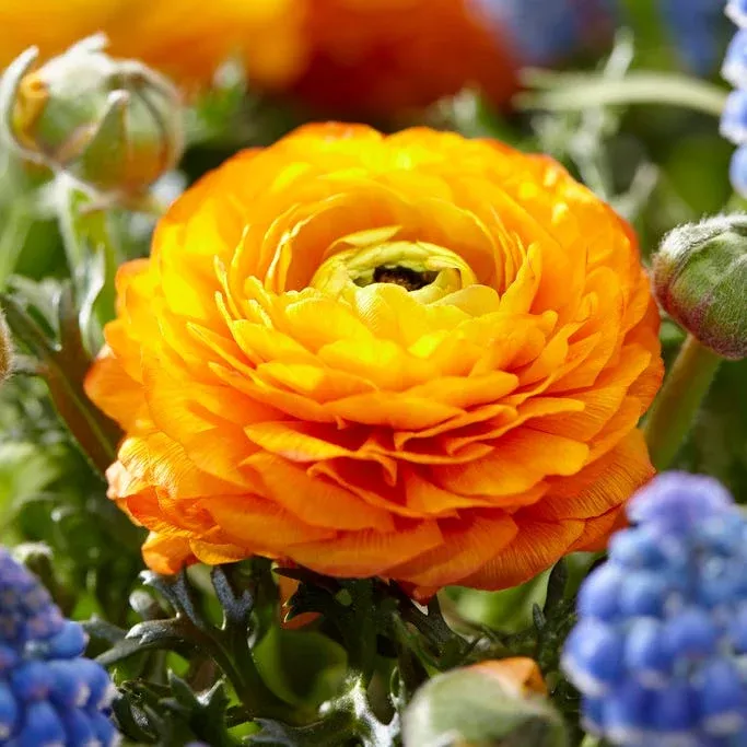 Tecolote Gold Ranunculus