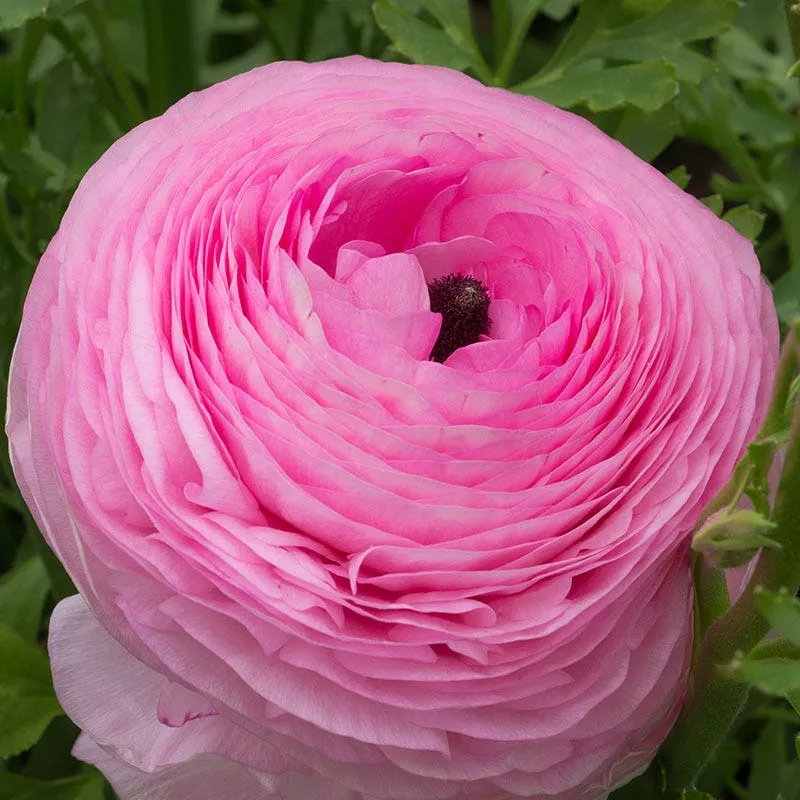 tecolote-pink-ranunculus Tecolote Pink Ranunculus