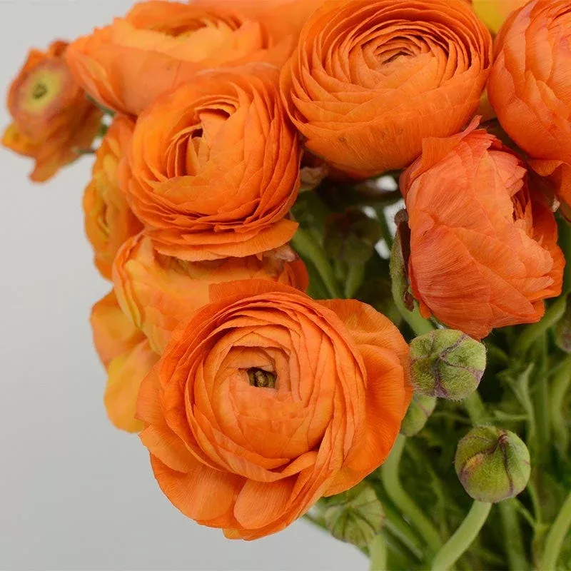 tecolote-salmon-ranunculus Tecolote Salmon Ranunculus