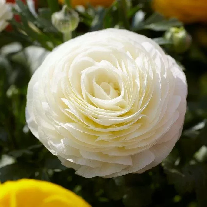 tecolote-white-ranunculus Tecolote White Ranunculus
