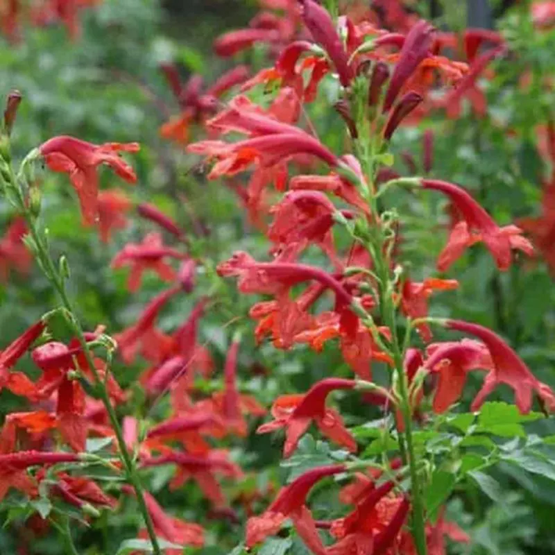 tecomaria-capensis-cape-town-red Tecomaria capensis 'Cape Town Red'