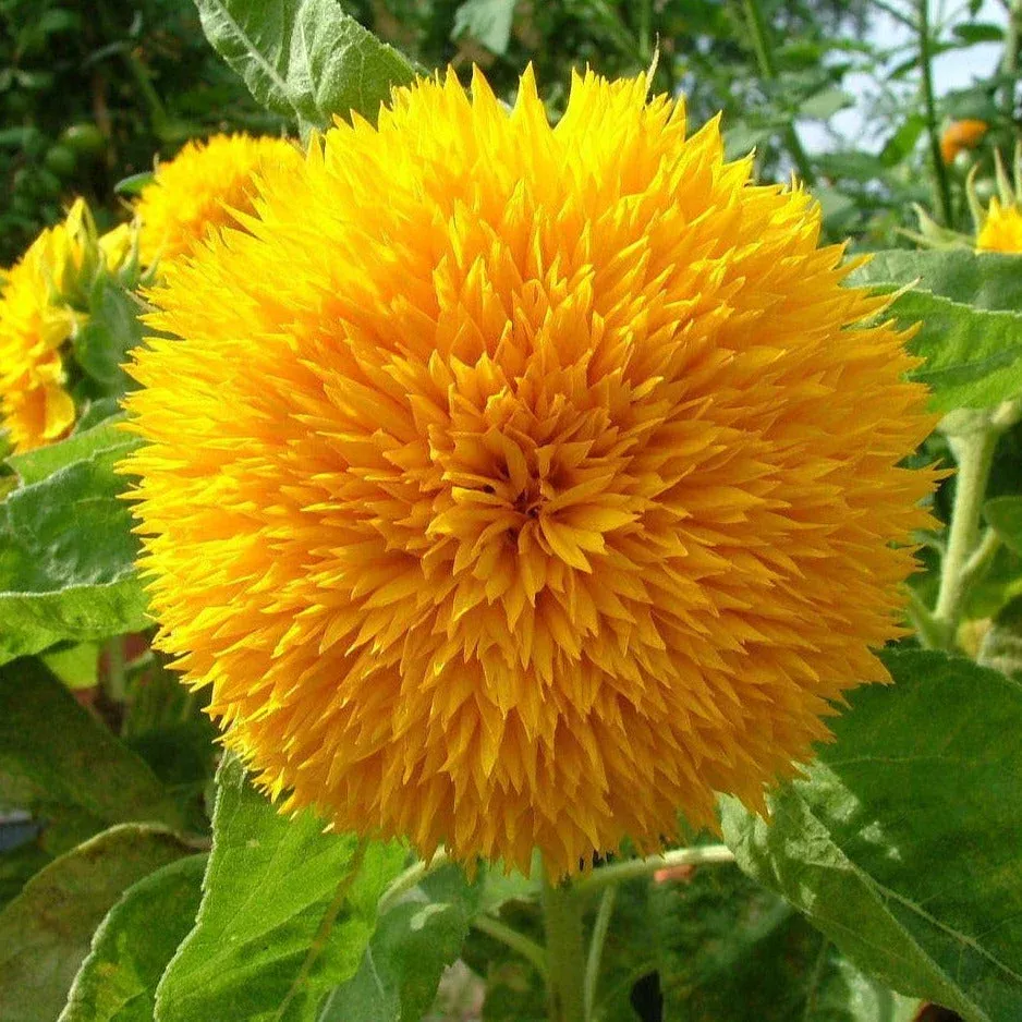 teddy-bear-sunflower Teddy Bear Sunflower