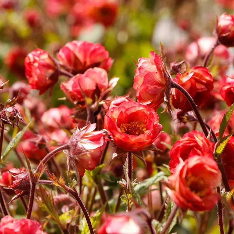 tempo-coral-geum TEMPO™ Coral Geum