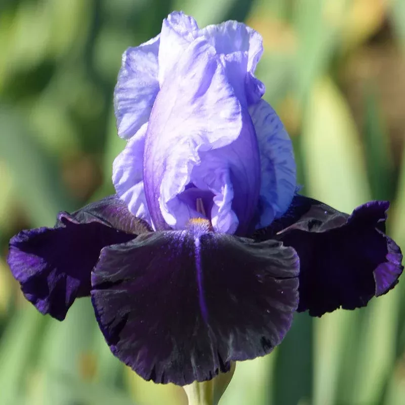 tempting-fate-bearded-iris Tempting Fate Bearded Iris