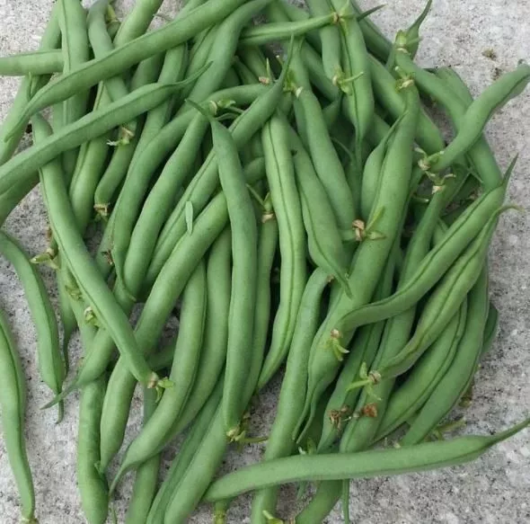 tender-green-bean Tender Green Bean