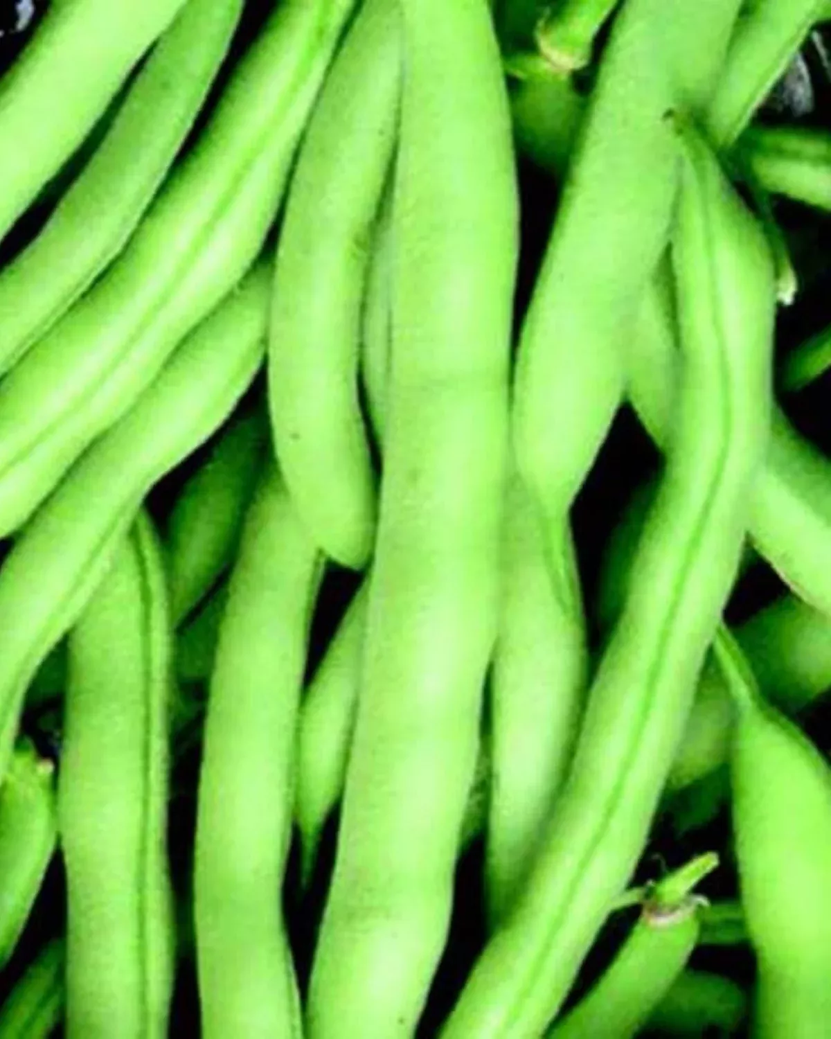 tenderette-bush-bean-seeds Tenderette Bush Bean Seeds