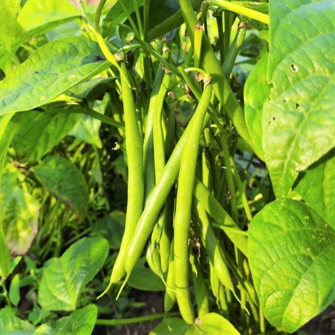 tenderette-green-bean Tenderette Green Bean