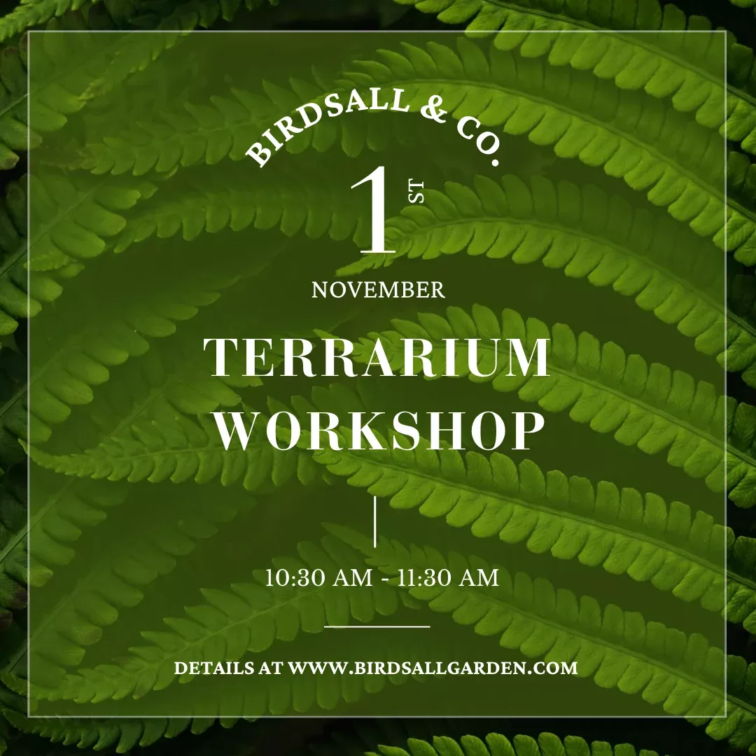 terrarium-beginners-workshop Terrarium for Beginners Workshop