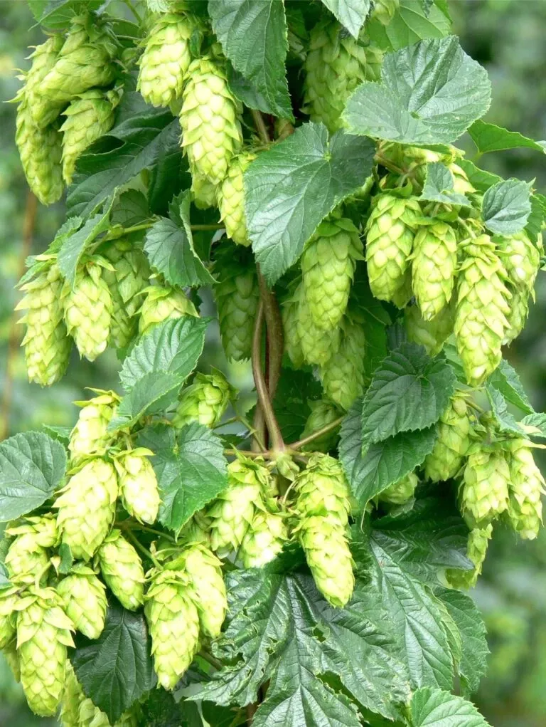 tettnang-hops Tettnang Hops